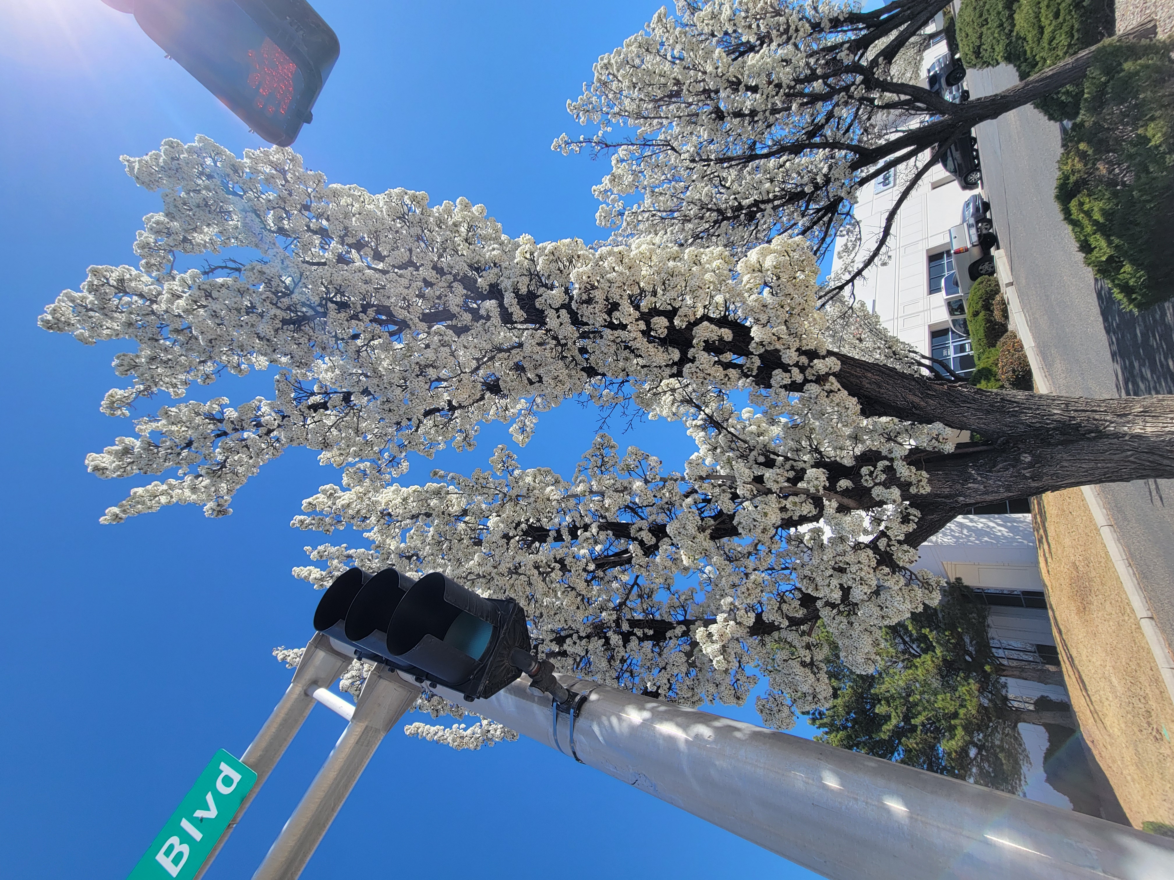 Pole of street with stop light next to flowering Callery Pear tree.